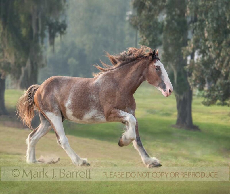 1277P-1.jpg :: adult female Clydesdale Draft Horse mare gallups across green field