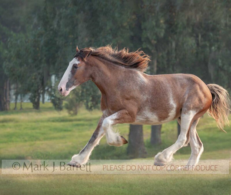 1277Q--1.jpg :: adult female Clydesdale Draft Horse mare gallups across green field