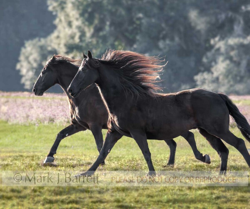 1279C-1.jpg :: pair of adult female Friesian Horse mares gallop across field