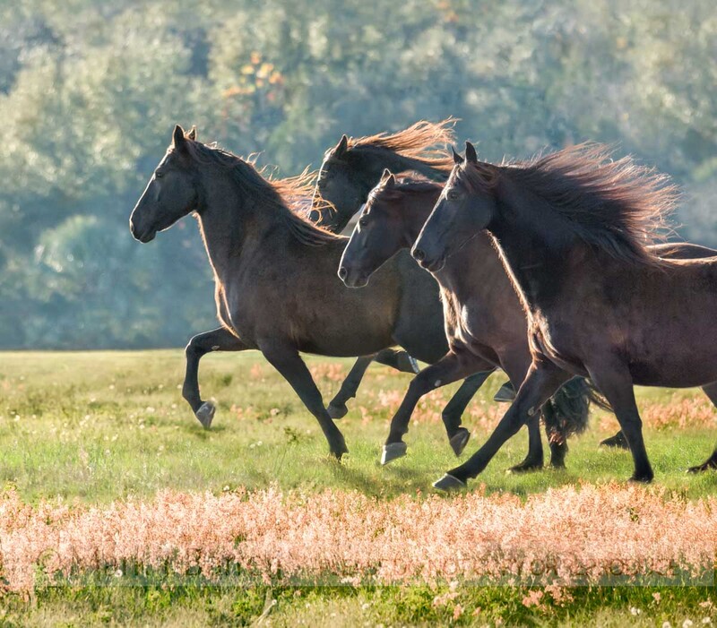1279N-3.jpg :: Herd of Friesian horse mares run backlit in meadow