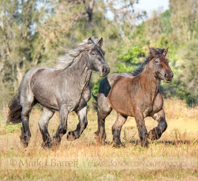 1281K-1.jpg :: Two Brabant Draft horse mares run in field