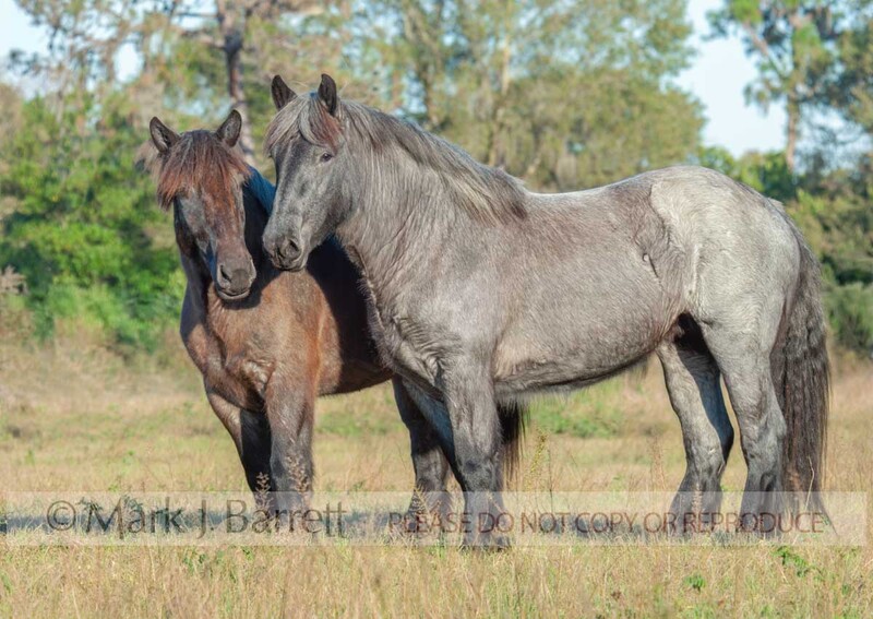 1281R.jpg :: pair of rare breed adult female Brabant Draft horse mares in field.