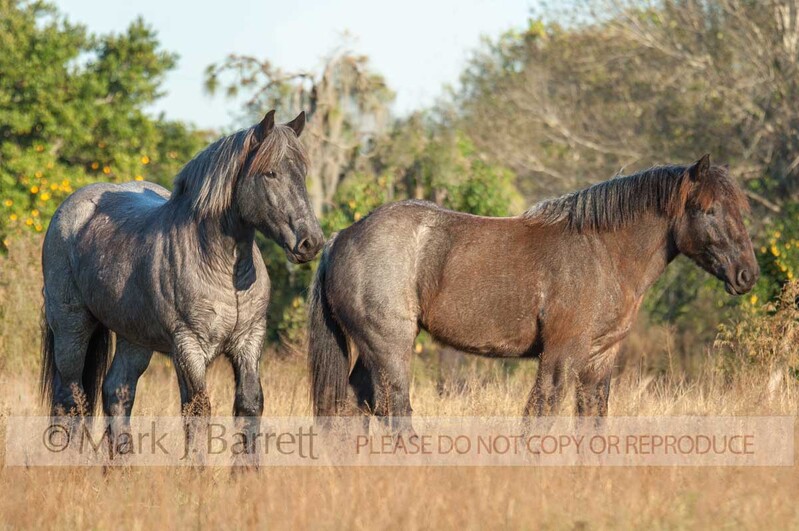 1282E.jpg :: Two Brabant Draft horse fillies
