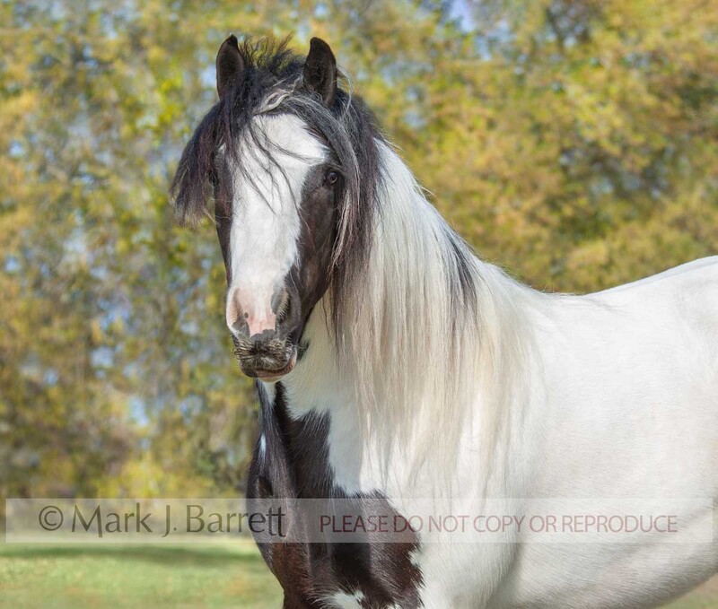 1284G.jpg :: adult female Gypsy Vanner Draft Horse mare portrait in field