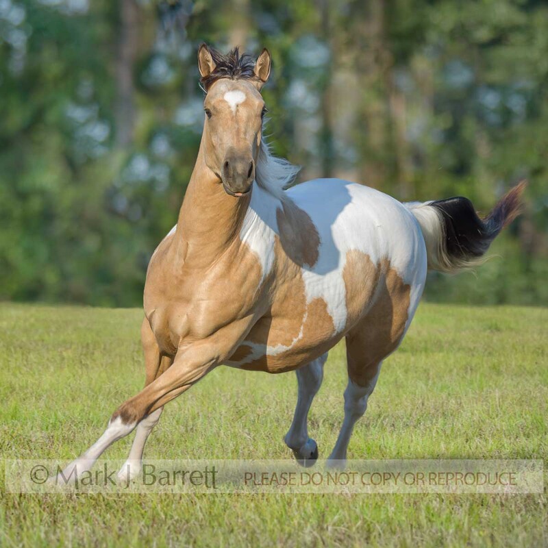 1291E-1.jpg :: Adult female American Paint Quarter Horse filly runs in field