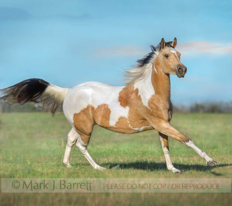 1291J1(2).jpg :: American Paint Horse mare