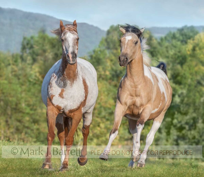 1291N-3.jpg :: two adult female American Paint Horse mares gallop head on toward us on grass slope