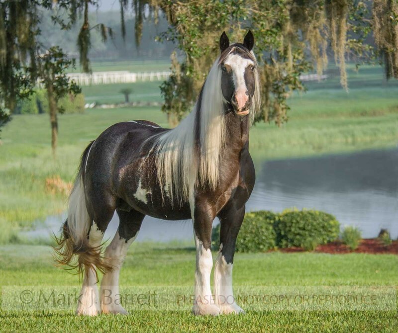 1300C(1).jpg :: Gypsy Vanner Horse adult female mare stand before pond