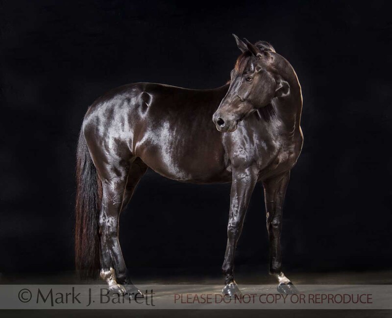 1305F(1).jpg :: Oldenburg Warmblood mare ON BLACK BAACKDROP