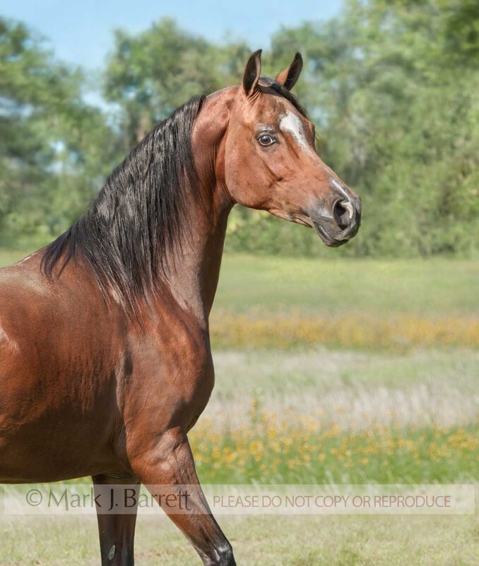 1307V-2.jpg :: adult female Arabian Horse mare portrait in field