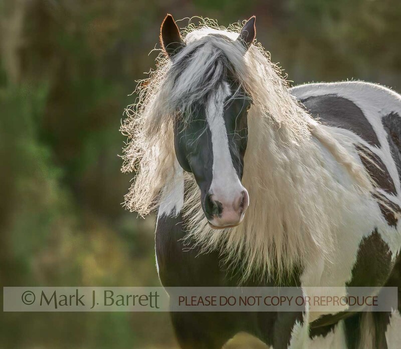 1312B.jpg :: adult female Gypsy Vanner Horse mare head portrait in field