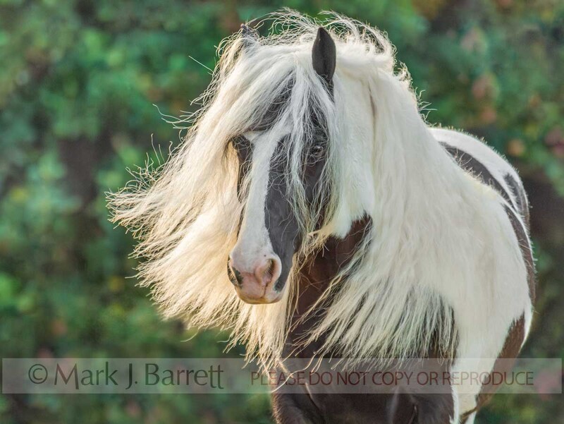 1312X2(1).jpg :: Portrait of adult female Gypsy Vanner Horse mare against vegetation