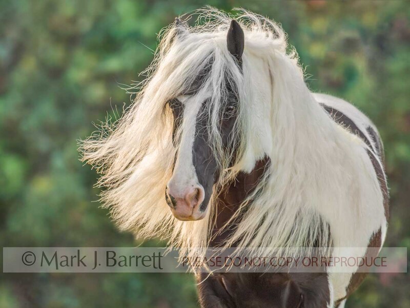 1312X2(2).jpg :: Portrait of adult female Gypsy Vanner Horse mare against vegetation