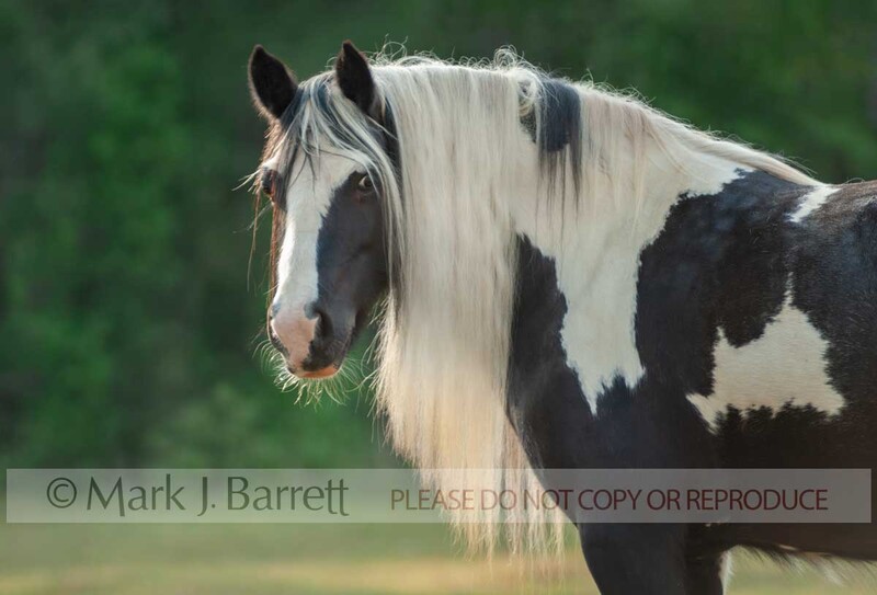 1319J-1(1).jpg :: adult female Gypsy Vanner Horse mare portrait in field