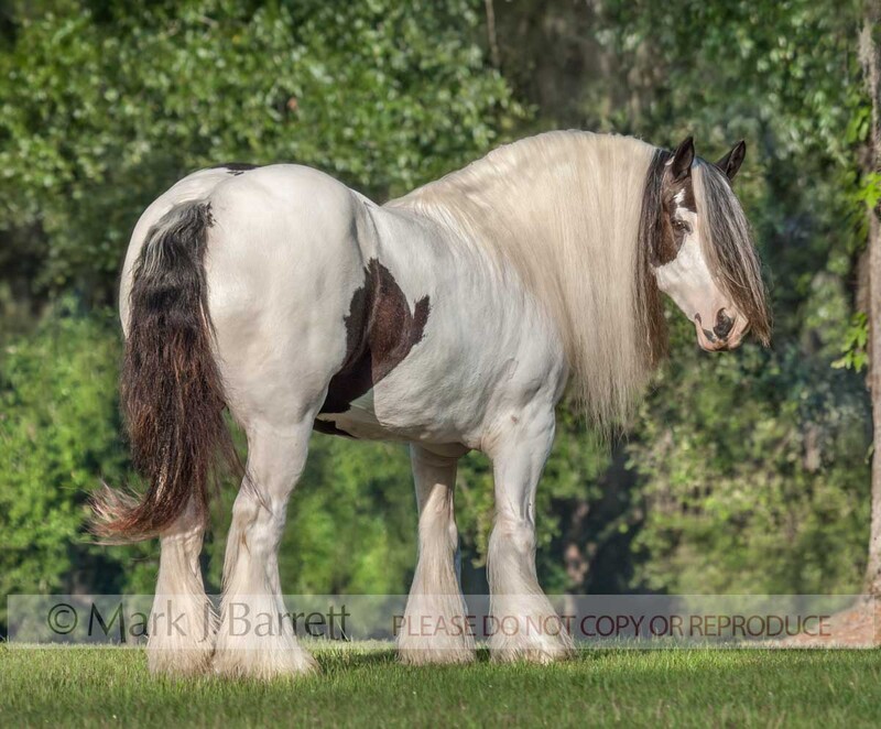 1328K-1(1).jpg :: adult female Gypsy Vanner Horse mare standing in grass field