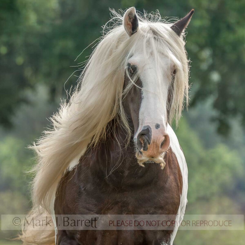1332V.jpg :: adult female Gypsy Vanner Horse mare with mustace
