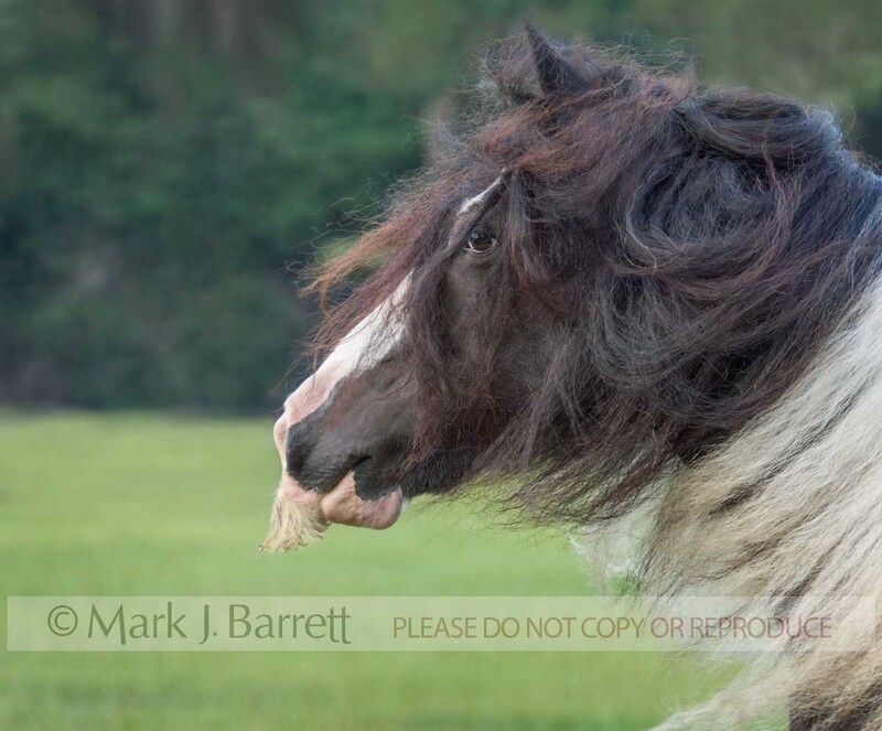 1336B-1.jpg :: portrait in field of adult female Gypsy Vanner Horse mare with large mustace