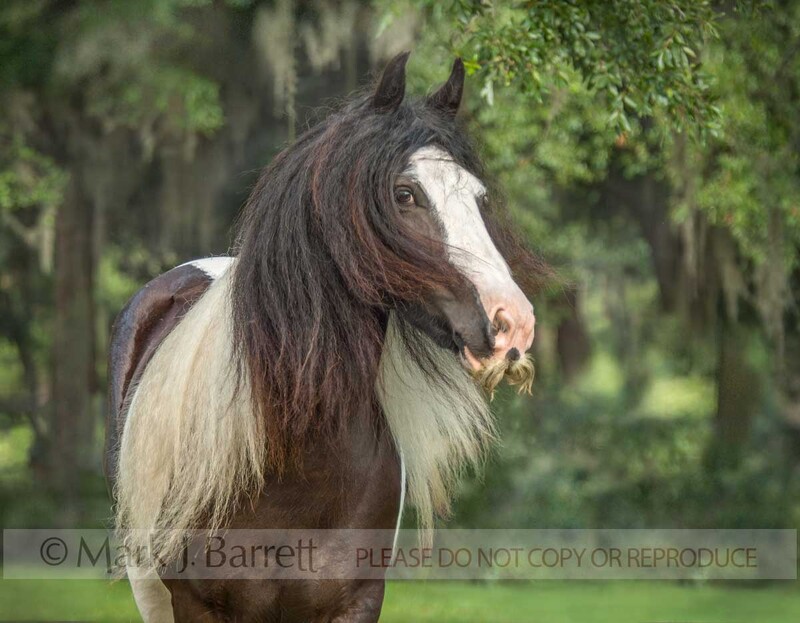 1337B(1).jpg :: Portrait of adult female Gypsy Vanner Horse mare with extreme mustach