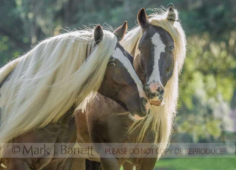 1340J-1.jpg :: Pair of matched adult female Gypsy Vanner Horse mares
