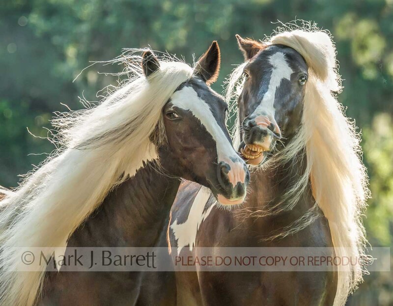 1340M(1).jpg :: Pair of best buddies adult femlae Gypsy Vanner Horse mares ham it up