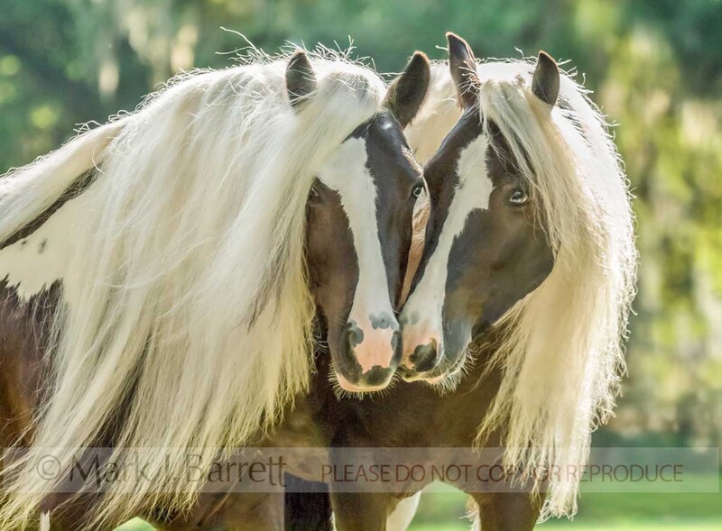 1340Q-1.jpg :: Pair of Gypsy Vanner Horse fillies