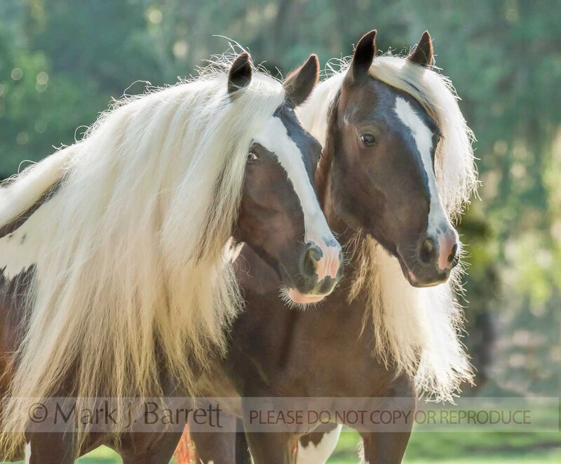 1340U(2).jpg :: Pair of Gypsy Vanner Horse adult females standing close for portrait