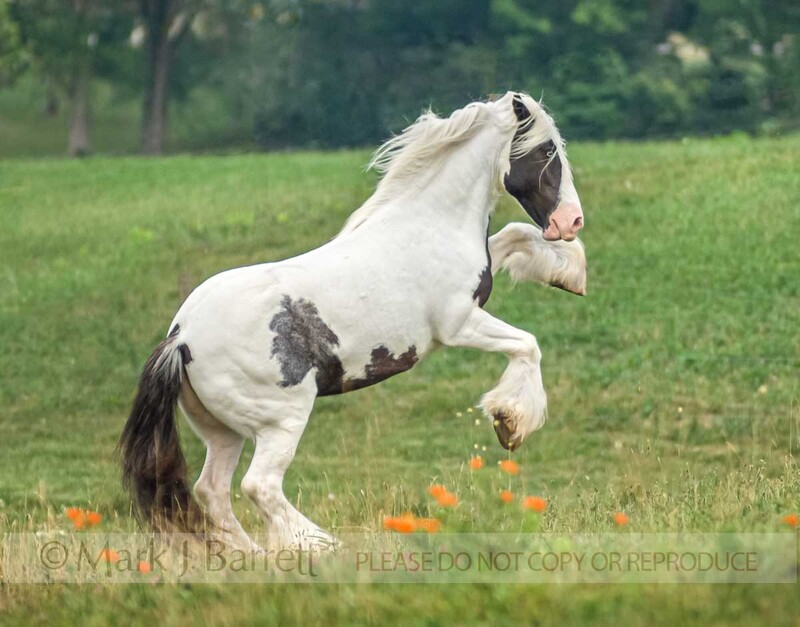 1343F-1(1).jpg :: Gypsy Vanner Horse mare