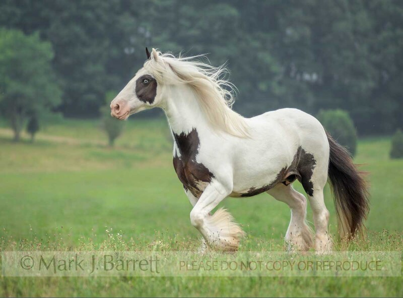 1343R-1(1).jpg :: adult female Gypsy Vanner Horse mare moves across open green field
