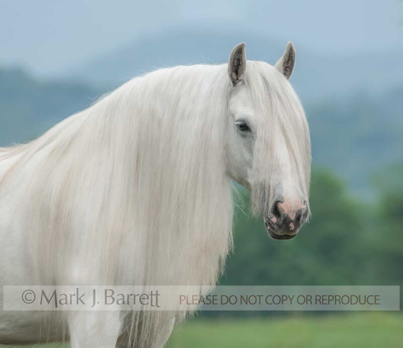 1344H(1).jpg :: adult female Gypsy Vanner Horse mare portrait in field