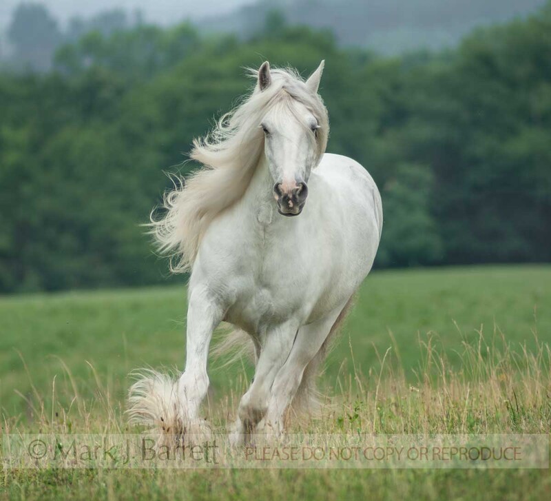 1344L-1.jpg :: adult female Gypsy Vanner Horse mare trots head on in open green field