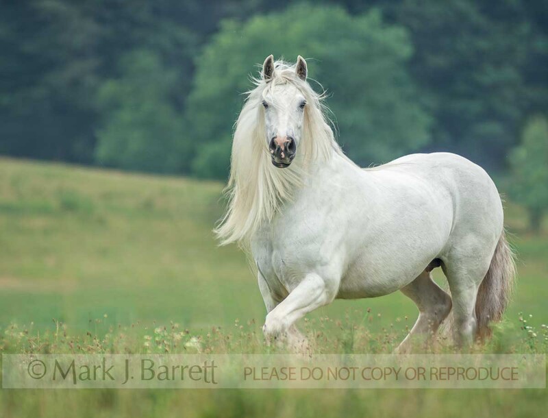 1345K(1).jpg :: adult female Gypsy Vanner Horse mare trots in open green field WITH WILDFLOWERS