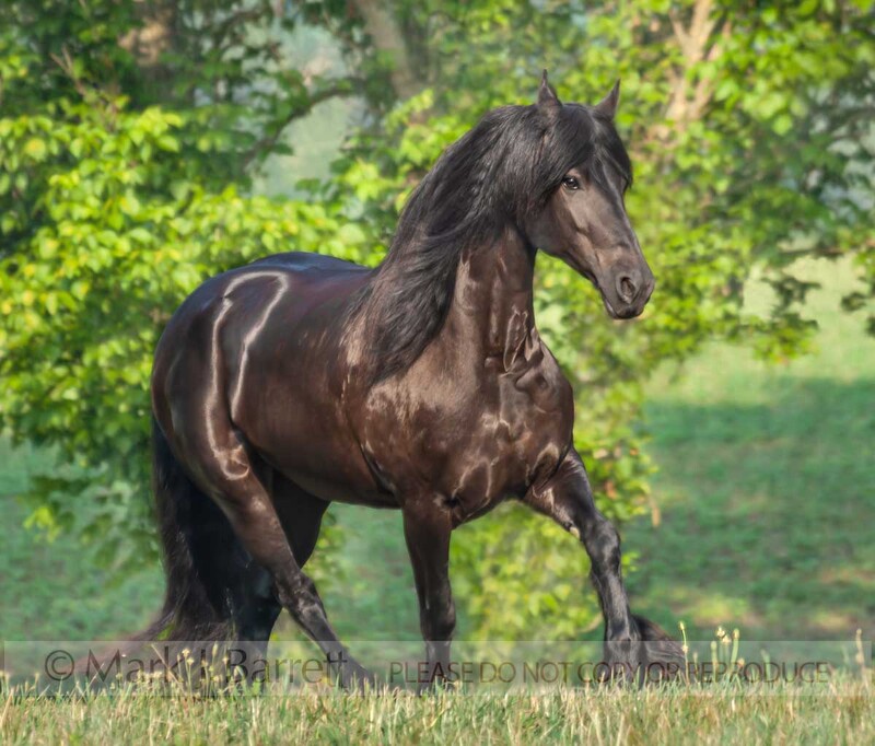 1346F1(1).jpg :: Friesian Horse mare