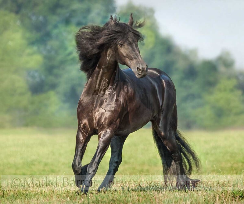 1346H-1(1).jpg :: Friesian Horse mare