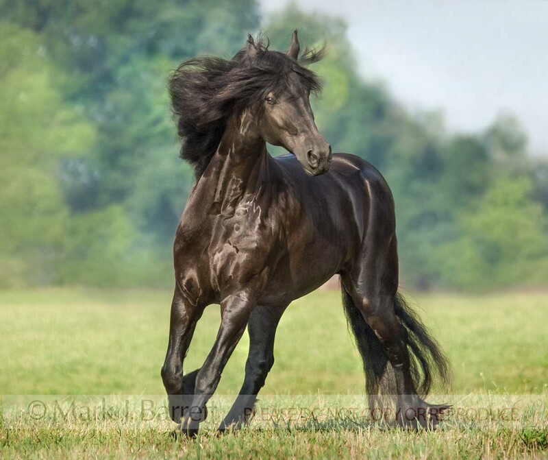 1346H-1.jpg :: Friesian Horse mare