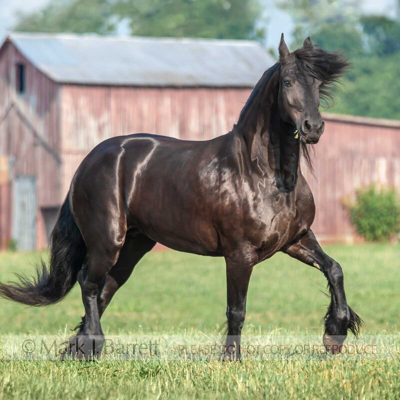 1346K1(1).jpg :: adult female Friesian Horse mare trots across grass field with red barn in background