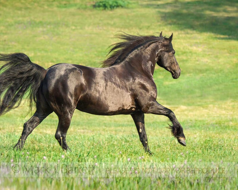 1346Z-1.jpg :: adult female Friesian Horse mare runs in grass field