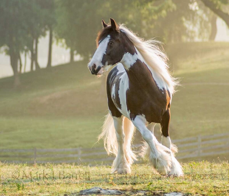1350B1(1).jpg :: Gypsy Vanner horse