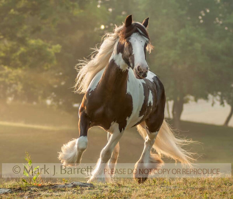 1350D.jpg :: young adult female Gypsy Vanner horse filly trots in early morning light and misat
