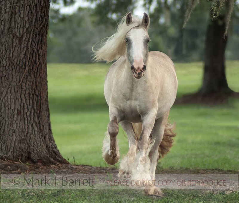 1360M-1.jpg :: adult female Gypsy Vanner Horse mare gallops head on  in grass paddock