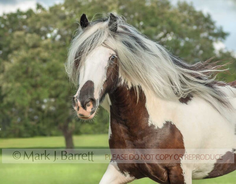 1361E-1.jpg :: action portrait of adult female Gypsy Vanner Horse filly in field