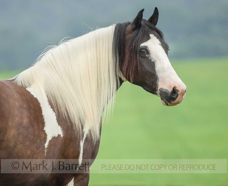 1364D(1).jpg :: Adult female Paint Horse mare head portrait on green grass