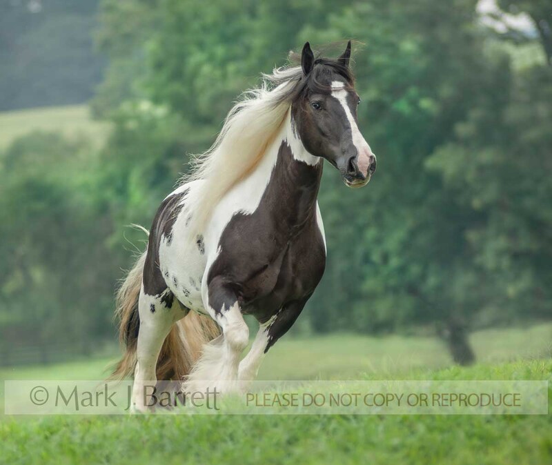 1365NP.jpg :: adult female Gypsy Vanner Horse mare runs over a rise in grass field