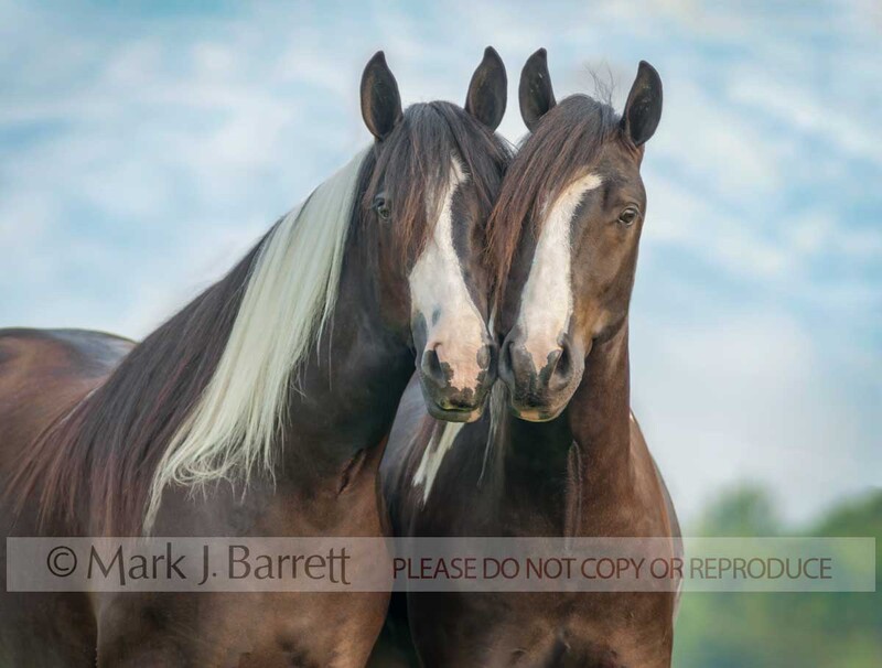 1367C(1).jpg :: Pair of matched adult female Gypsy Vanner Horse filly friends huddled close together with blue sky background