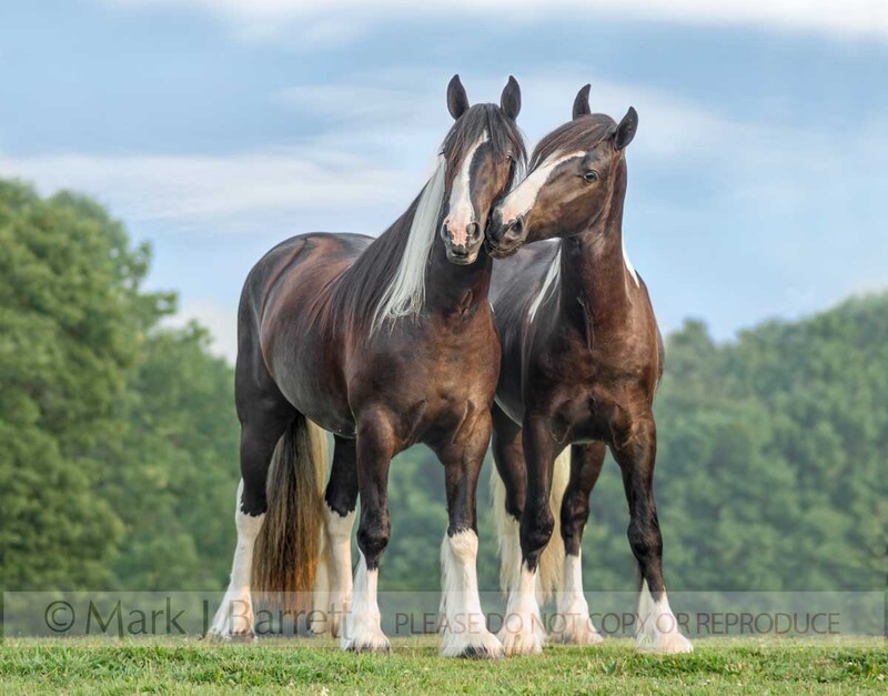 1367E.jpg :: Pair of matched Gypsy Vanner Horse fillie friends together on a rise with blue sky
