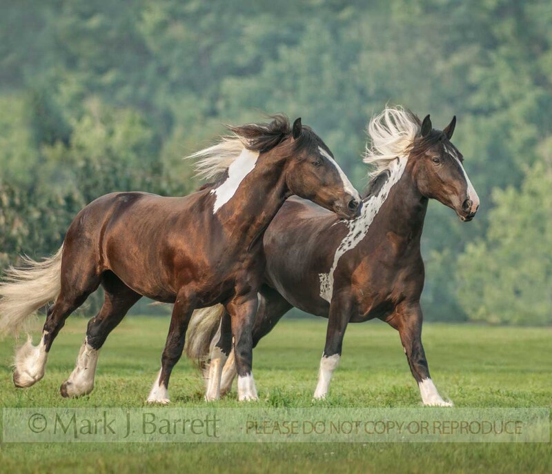 1367M.jpg :: Pair of Gypsy Vanner Horse fillies run across open green paddock