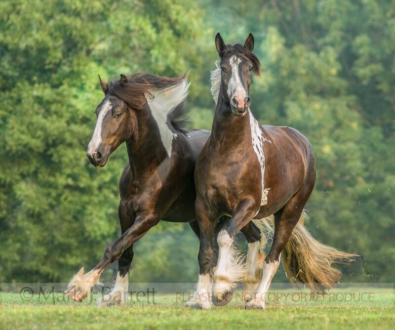 1367Q(1).jpg :: Pair of matched Gypsy Vanner Horse fillies  \