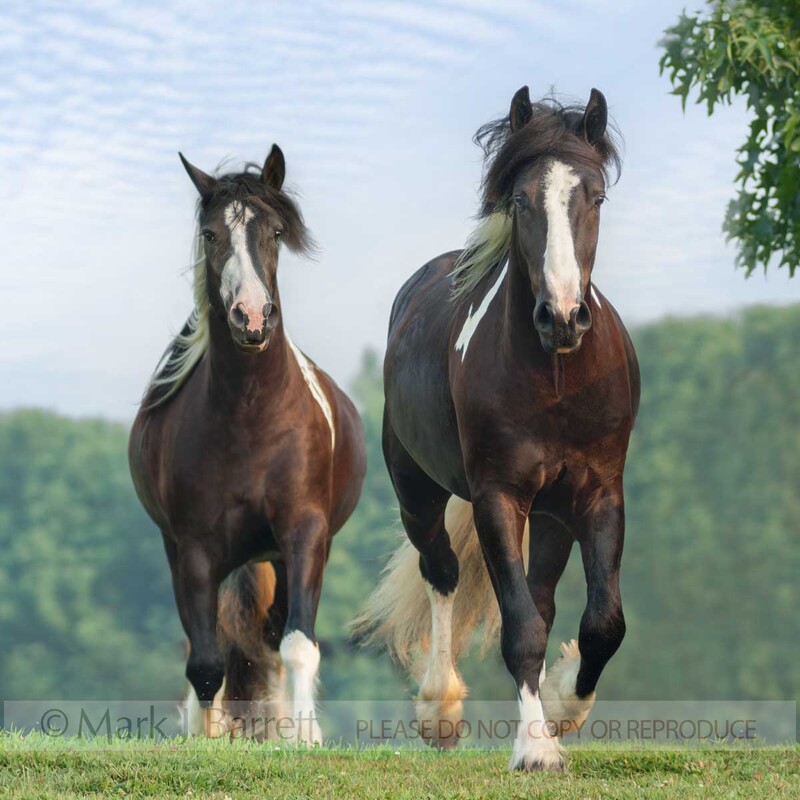 1367U-1.jpg :: Pair of Gypsy Vanner Horse fillies run head on with clouds and sky in green paddock