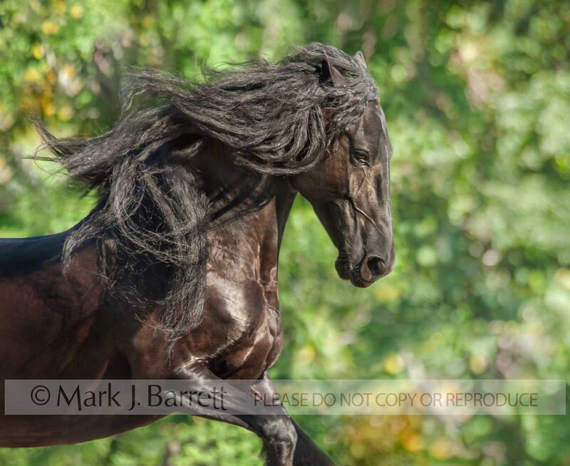 1371C-2.jpg :: adult female Friesian Horse mare runs in field