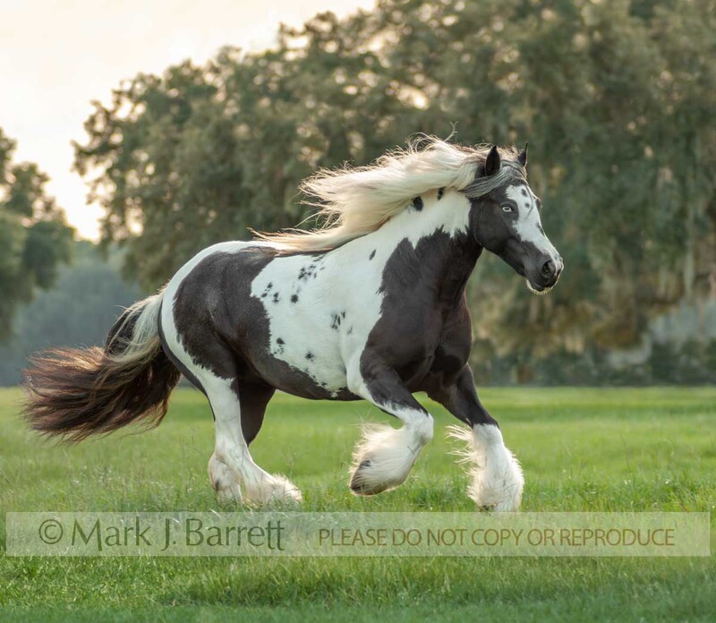 1373PJ-1.jpg :: adult female Gypsy Vanner Horse mare gallops across green grass paddock at sunset