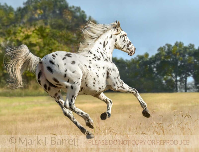 1375-17C(1).jpg :: Knabstrupper horse mare.  The Knabstrupper is a very rare Dutch breed.